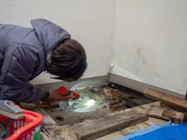 Best Mold Removal for HVAC Installations  in Bay Pines, FL
