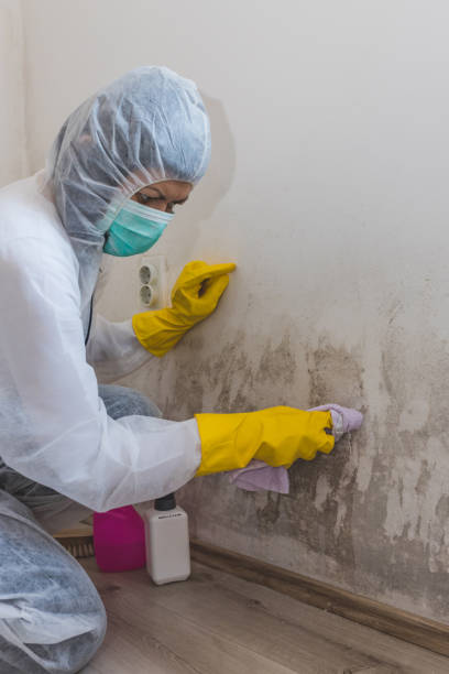 Asbestos and Lead Testing During Mold Inspection in Bay Pines, FL