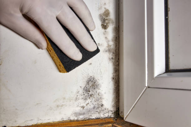 Best Crawl Space Mold Remediation  in Bay Pines, FL
